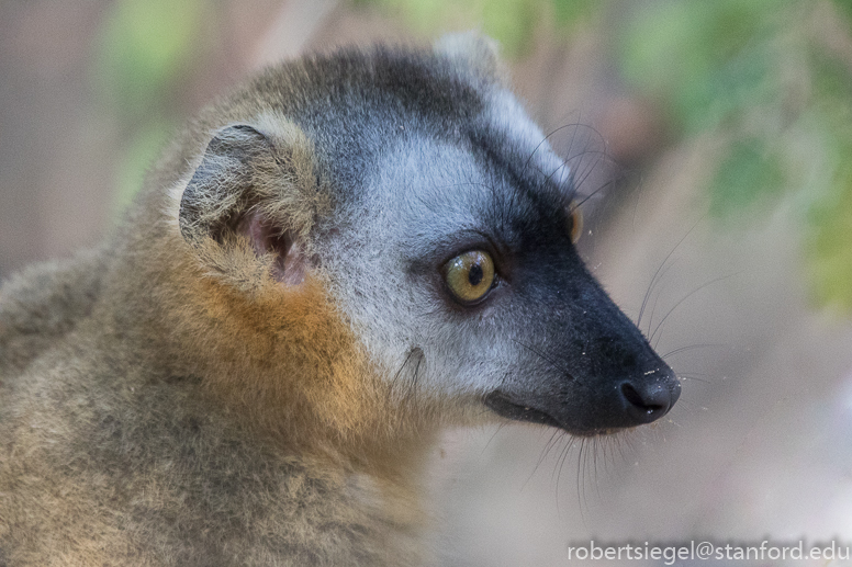 mouse lemur